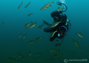 Mr H in action - amongst a shoal of perch.
Capernwray la... by Mark Thomas 